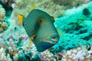 Triggerfish