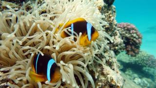 Clark's Anemonefish