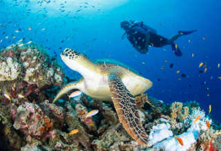 Scuba Diving at Kihaa Maldives