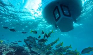 Amilla Maldives Marine Immersion