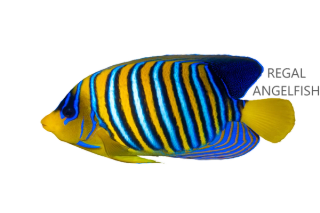 Regal Angelfish