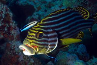 Sweetlips being groomed by Cleaner Wrasse