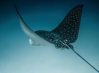 Spotted Eagle Ray