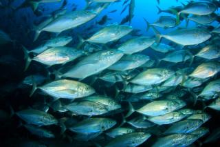 School of Yellowfin Tuna