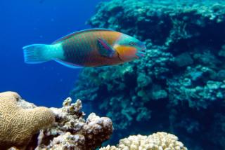 Parrotfish