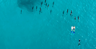 Naladhu Private Island Dolphin Snorkelling