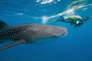 Scuba diver with a whale shark