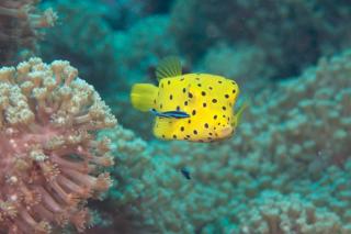 Yellow Boxfish