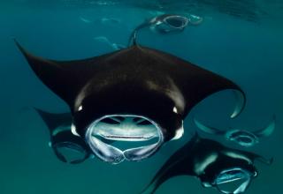 Manta Ray at Hanifaru Bay