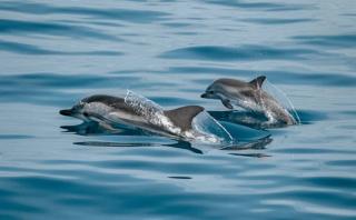 Dolphins