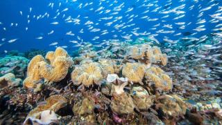 Hurawalhi Island Resort Coral Reef