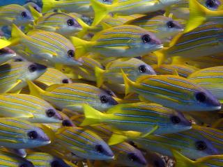 Bluestripe Snappers