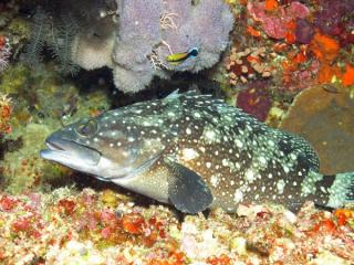 Whitespotted Grouper