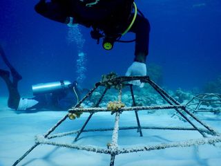 JA Manafaru Marine Biology