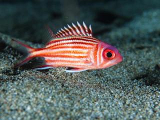 Crown Squirrelfish