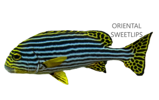 Oriental Sweetlips
