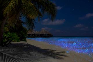 Bioluminescent phytoplankton on a Maldives resort beach