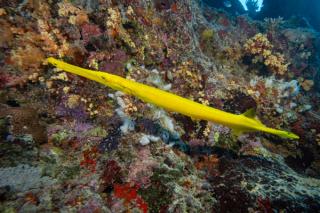 Trumpet Fish