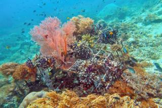 Marine Biology Coral Farm