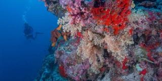 Milaidhoo Maldives Diving