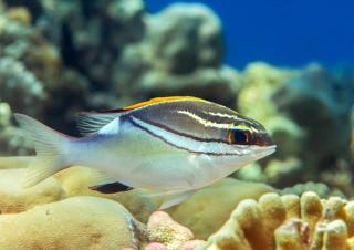 Two-lined Monocle Bream