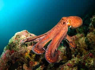 Octopus