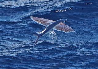 Flying Fish