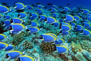 Shoal of powder blue tang surgeonfish