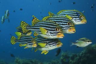 Oriental Sweetlips