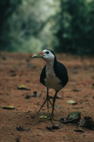 White-breasted Waterhen