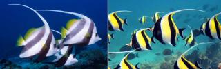 Bannerfish or Moorish Idol?