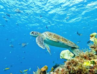 Green Sea Turtle