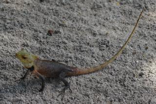 Oriental Garden Lizard