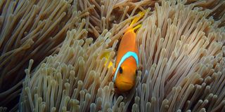 Milaidhoo Maldives Snorkelling