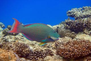 Bicolour Parrotfish
