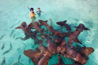 People swimming with nurse sharks