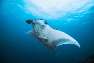 Scuba Diving at Royal Island