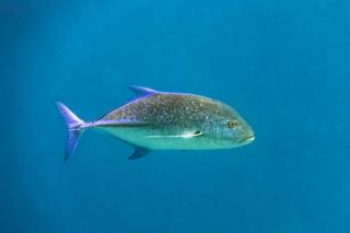 Bluefin Trevally