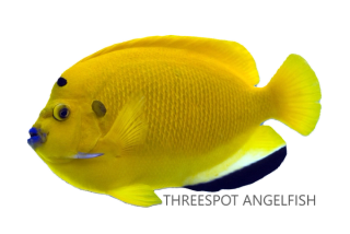 Three-spot Angelfish
