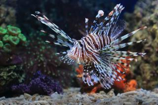 Lionfish