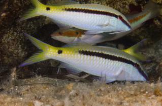 Yellowfin Goatfish