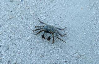 Rock crab on the beach at Naladhu Private Island