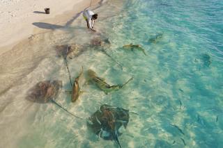 Shark and sting ray feeding in Maldives 2022