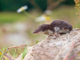 Etruscan Shrew