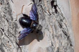 Carpenter Bee