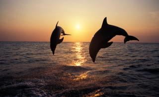 Dolphins at sunset