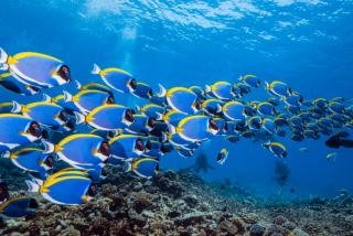 A school of surgeonfish