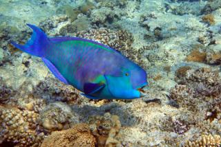 Parrotfish