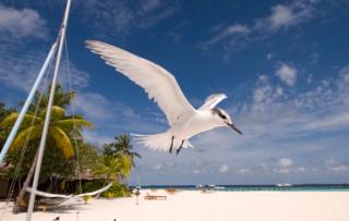 Black-Napped Tern