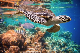 Hawksbill Sea Turtle